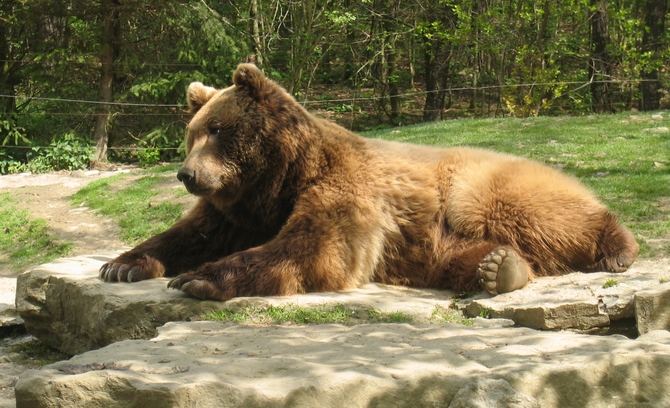 Braunbär